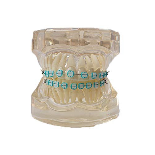Стандартният модел на зъба стоматология учебни и изследователски аксесоари за детска стоматология стандартна употреба в зъботехническа