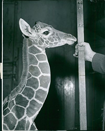 Реколта снимка при пазача на зоологическата градина на г-н Джордж Робинсън, в която той проверява растежа на двудневната бебе жираф